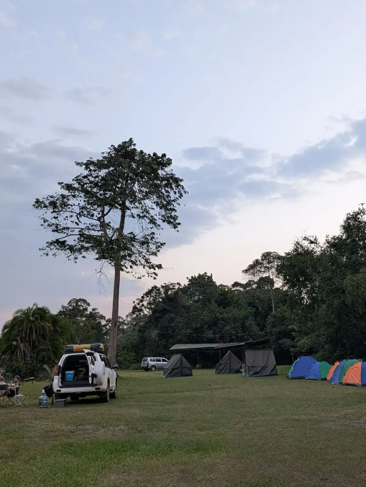 Tents and vehicles on the open campsite lawn beneath a tall tree