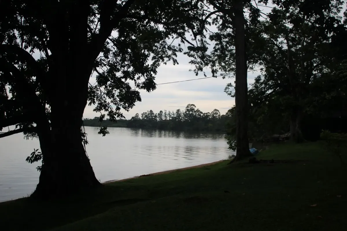 Tall shade trees along the grassy shoreline of Lake Nabugabo at dusk